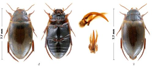 Agabus dilatatus